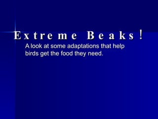Extreme Beaks! A look at some adaptations that help birds get the food they need. 