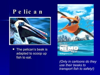 Pelican The pelican’s beak is adapted to scoop up fish to eat.  (Only in cartoons do they use their beaks to transport fish to safety!) 