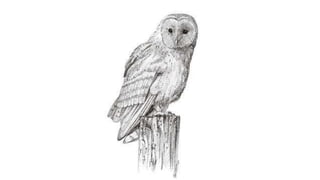 Birds, in Pen, Art Lesson | PPTX