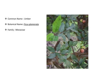 Bird attractig species in Western Ghats | PPTX