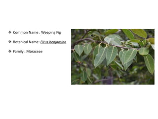 Bird attractig species in Western Ghats | PPTX