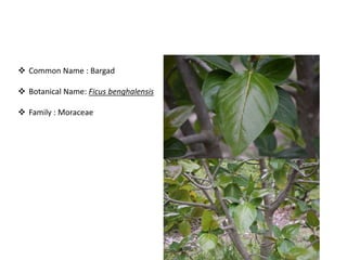 Bird attractig species in Western Ghats | PPTX