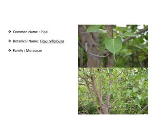 Bird attractig species in Western Ghats | PPTX