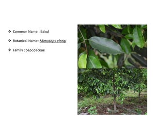 Bird attractig species in Western Ghats | PPTX