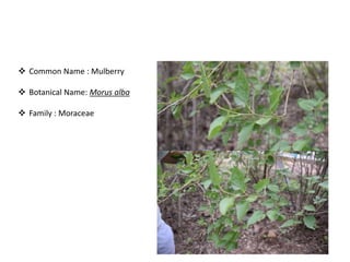 Bird attractig species in Western Ghats | PPTX