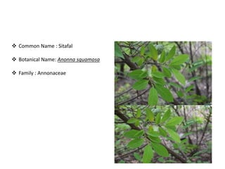 Bird attractig species in Western Ghats | PPTX