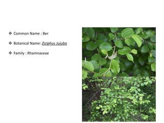 Bird attractig species in Western Ghats | PPTX