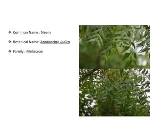 Bird attractig species in Western Ghats | PPTX