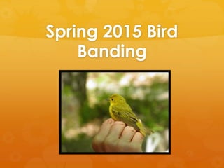 Spring 2015 Bird
Banding
 