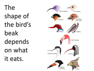 The
shape of
the bird’s
beak
depends
on what
it eats.