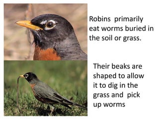 Robins primarily
eat worms buried in
the soil or grass.
Their beaks are
shaped to allow
it to dig in the
grass and pick
up worms