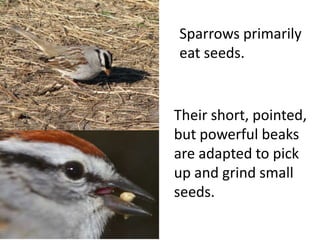 Sparrows primarily
eat seeds.
Their short, pointed,
but powerful beaks
are adapted to pick
up and grind small
seeds.