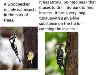 A woodpecker It has strong, pointed beak that
mainly eat insects it uses to drill into bark to find
in the bark of insects. It has a very long
trees. tonguewith a glue-like
substance on the tip for
catching the insects.