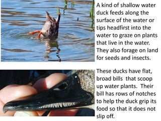 A kind of shallow water
duck feeds along the
surface of the water or
tips headfirst into the
water to graze on plants
that live in the water.
They also forage on land
for seeds and insects.
These ducks have flat,
broad bills that scoop
up water plants. Their
bill has rows of notches
to help the duck grip its
food so that it does not
slip off.