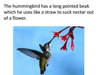 The hummingbird has a long pointed beak
which he uses like a straw to suck nectar out
of a flower.