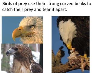 Birds of prey use their strong curved beaks to
catch their prey and tear it apart.