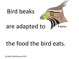 Bird beaks

are adapted to

the food the bird eats.
by Moira Whitehouse PhD
 