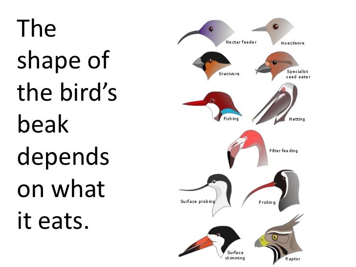 Bird beaks (teach)