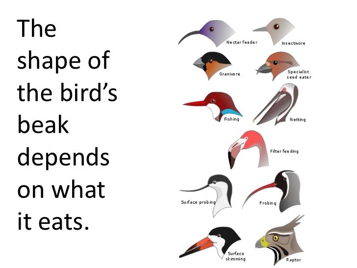 types of birds beaks types of birds beaks