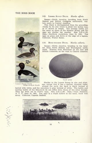 THE BIRD BOOK
149- LESSER SCAUP DUCK. Marila affinis.
Range. North America, breeding from North
Dakota and British Columbia northward; win
ters south to Central America.
This Duck is distinguished from the preceding,
chiefly by its size which is about two inches less,
or 17 inches in length. The nesting habits are
the same as those of the Greater Scaup and the
eggs are similar but smaller. Size 2.25 x 1.55.
Data. Northern Assiniboia, June 10, 1901. Ten
eggs on grass and down at the edge of a lagoon.
Collector, Walter Raine.
150. RING-NECKED DUCK. Marila collaris.
Range. North America, breeding in the inter-
ior, from North Dakota and Washington north-
ward. Winters from Maryland on the east and
British Columbia on the west to Central America.
Lesser Scaup Duck
Ring-necked Duck
Lead gray
Similar to the Lesser Scaup in size and plum-
age, except that it has a narrow chestnut collar
around the neck, the back is black instead of
barred with white, and the speculum is gray instead of white. The habits and
nesting habits of the Ring-neck do not differ from those of the other Scaups.
They lay from six to twelve eggs. Size 2.25 x 1.60. Data. Cape Bathurst,
N. Y. T., June 18, 1901. Ten eggs in a slight hollow in the moss, lined with
down. Collector, Captain Bodfish.
98
 