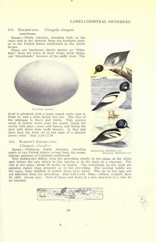 LAMELLIROSTRAL SWIMMERS
151. GOLDEN-EYE.
americana.
Clangula clangula
Range. North America, breeding both on the
coast and in the interior, from the northern bord-
er of the United States northward to the Arctic
Ocean.
These are handsome Ducks known as "Whis-
tlers" from the noise of their wings when flying,
ind "Greatheads" because of the puffy crest. The
Grayish green
head is greenish with a large round white spot in
front of, and a little below the eye. The rest of
the plumage is black and white. This species
nests in hollow trees near the water, lining the
cavity with grass, moss and leaves, and lining the
nest with down from thefr breasts. In May and
June they lay from six to ten eggs of a grayish
green color. Size 2.30 x 1.70.
152. BARROW'S GOLDEN-EYE.
Clangula islandica-
Range. Northern North America, breeding
north of the United States except from the moun-
tainous portions of Colorado northward.
This Golden-eye differs from the preceding chiefly in the shape of the white
spot before the eye, which in this species is in the form of a crescent. The
size is the same, about 20 inches in length. The reflections on the head are
purplish rather than greenish as in the preceding. The nesting habits are
the same, they building in hollow trees near water. The six to ten eggs are
not different from the preceding. Size 2.30 x 1.65. Data. Alfusa, Iceland, June
30, 1900. Seven eggs. Nest of grass and down in a box attached to a tree by
an islander.
American Golden-eye
Barrow Golden-eye
99
 