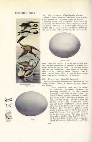 THE BIRD BOOK
Buffle-head
Old-squaw
153. BUFFLE-PIEAD. Charitonetta albeola.
Range. North America, breeding from United
States northward. Winters south to Mexico.
Gunners know this handsome little duck by
the names of "Butter-ball," and "Dipper," a name
also given to Grebes. It is also quite similar, but
smaller (15 in. long), to the American Golden-eye
but has a large white patch on the back of the
Buff
Dull buff
head, from eye to eye. It is an active bird and,
like the two preceding, is capable of diving to a
great depth to get its food. Its nesting habits
are like the preceding. Eggs eight to fourteen.
Size 2 x 1.40. Data. Alberta, Canada, June 6,
1899. Seven eggs. Nest in hole in tree stump,
lined with down. Collector, Dr. George.
154. OLD-SQUAW. Harelda hyemails.
Range. Northern Hemisphere, breeding in the
Arctic regions; south in winter to New Jersey
and Illinois.
The Long-tailed Duck, as it is called,
is especially noticeable because the
breeding plumage of the male differs
markedly from that in the winter. In
summer their general plumage is black-
ish brown, with a white patch around the
 eye, and white belly. In winter they are
. largely white. The central tail feath-
ers are much lengthened. They breed
abundantly in Greenland, Alaska and the
Hudson Bay Territory, placing their
nests of grasses and weeds on the ground
near the water. It is generally conceal-
ed in the long grass. The eggs number
from six to twelve. Size 2. x 1.50. Data
N. Iceland, June 10, 1900. Nest on ground,
lined with down. Collector, S. H. Wallis.
100
 