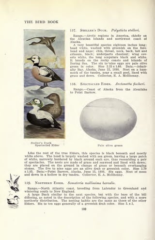THE BIRD BOOK
157- STELLER'S DUCK. Polysticta stelleri.
Range. Arctic regions in America, chiefly on
the Aleutian Islands and northwest coast of
Alaska.
A very beautiful species eighteen inches long;
head white, washed with greenish on the fore-
head and nape; chin, throat, neck, back, tail and
crissum, black; underparts chestnut; wing cov-
erts white, the long scapulars black and white.
It breeds on the rocky coasts and islands of
Bering Sea. The six to 'nine eggs are pale olive
green in color. Size 2.25x1.60. Data. Admir-
alty Bay, Alaska, June 22, 1898. Nest on a hum-
mock of the tundra, near a small pool, lined with
grass and down. Collector, B. A. Mcllhenny.
158. SPECTACLED EIDER. Arctonetta fischeri.
Range. Coast of Alaska from the Aleutians
to Point Barrow.
>teller's Duck
Spectacled Eider Pale olive green
Like the rest of the true Eiders, this species is black beneath and mostly
white above. The head is largely washed with sea green, leaving a large patch
of white, narrowly bordered by black around each eye, thus resembling a pair
of spectacles. The nests are made of grass and seaweed and lined with down;
they are placed on the ground in clumps of grass or beneath overhanging
stones. The five to nine eggs are an olive drab or greenish color. Size 2.70
x 1.85. Data. Point Barrow, Alaska, June 15, 1898. Six eggs. Nest of moss
and down in a hollow in dry tundra. Collector, E. A. Mcllhenny.
159- NORTHERN EIDER. Somateria mollissima borealis.
Range. North Atlantic coast, breeding from Labrador to Greenland and
wintering south to New England.
A large Duck similar to the next species, but with the base of the bill
differing, as noted in the description of the following species, and with a more
northerly distribution. The nesting habits are the same as those of the other
Eiders. Six to ten eggs generally of a greenish drab color. Size 3. x 2,
102
 