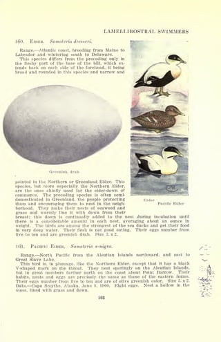 LAMELLIROST^AL SWIMMERS
160. EIDER. Somateria dresseri.
Range. Atlantic coast, breeding from Maine to
Labrador and wintering south to Delaware.
This species differs from the preceding only in
the fleshy part of the base of the bill, which ex-
tends back on each side of the forehead, it being
broad and rounded in this species and narrow and
Greenish drab
pointed in the Northern or Greenland Eider. This
species, but more especially the Northern Eider,
are the ones chiefly used for the eider-down of
commerce. The preceding species is often semi-
domesticated in Greenland, the people protecting Eider
them and encouraging them to nest in the neigh- Pacific Eider
borhood. They make their nests of seaweed and
grass and warmly line it with down from their
breast; this down is continually added to the nest during incubation until
there is a considerable amount in each nest, averaging about an ounce in
weight. The birds are among the strongest of the sea ducks and get their food
in very deep water. Their flesh is not good eating. Their eggs number from
five to ten and are greenish drab. Size 3. x 2.
161. PACIFIC EIDER. Somateria v-nigra.
Range. North Pacific from the Aleutian Islands northward, and east to
Great Slave Lake.
This bird is, in plumage, like the Northern Eider, except that it has a black
V-shaped mark on the throat. They nest sparingly on the Aleutian Islands,
but in great numbers farther north on the coast about Point Barrow. Their
habits, nests and eggs are precisely the same as those of the eastern forms.
Their eggs number from five to ten and are of olive greenish color. Size 3. x 2.
Data. Cape Smythe, Alaska, June 8, 1900. Eight eggs. Nest a hollow in the
moss, lined with grass and down.
103
 