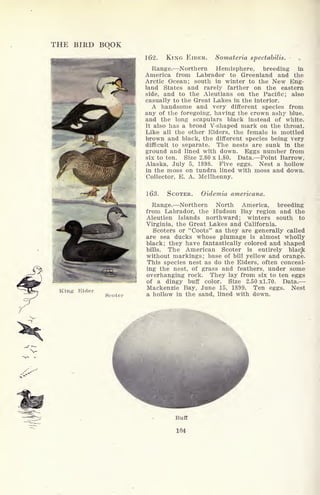 THE BIRD BOOK
162. KING EIDER. Somateria spectabilis.
Range. Northern Hemisphere, breeding in
America from Labrador to Greenland and the
Arctic Ocean; south in winter to the New Eng-
land States and rarely farther on the eastern
side, and to the Aleutians on the Pacific; also
casually to the Great Lakes in the interior.
A handsome and very different species from
any of the foregoing, having the crown ashy blue,
and the long scapulars black instead of white.
It also has a broad V-shaped mark on the throat.
Like all the other Eiders, the female is mottled
brown and black, the different species being very
difficult to separate. The nests are sunk in the
ground and lined with down. Eggs number from
six to ten. Size 2.80 x 1.80. Data. Point Barrow,
Alaska, July 5, 1898. Five eggs. Nest a hollow
in the moss on tundra lined with moss and down.
Collector, E. A. Mcllhenny.
163. SCOTER. Oidemia americana.
Range. Northern North America, breeding
from Labrador, the Hudson Bay region and the
Aleutien Islands northward; winters south to
Virginia, the Great Lakes and California.
Scoters or "Coots" as they are generally called
are sea ducks whose plumage is almost wholly
black; they have fantastically colored and shaped
bills. The American Scoter is entirely black
without markings; base of bill yellow and orange.
This species nest as do the Eiders, often conceal-
ing the nest, of grass and feathers, under some
overhanging rock. They lay from six to ten eggs
of a dingy buff color. Size 2.50 xl.70. Data.
Mackenzie Bay, June 15, 1899. Ten eggs. Nest
a hollow in the sand, lined with down.
Buff
104
 