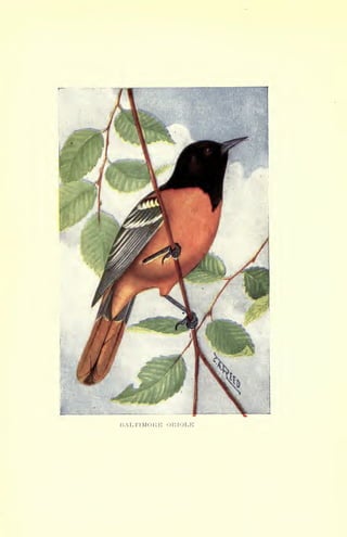 BALTIMORE ORIOLE
 