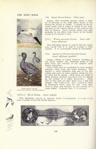 THE BIRD BOOK
i
White-fronted Goose
170. Ross's SNOW GOOSE. Chen rossi.
Range. This beautiful species, which is simi-
lar in plumage to the large Snow Goose, is but
twenty-one inches in length. It breeds in the ex-
treme north, and in winter is found in the west-
ern part of the United States as far south as the
Gulf of Mexico. Their nesting habits and eggs
probably do not differ from others in the family
except in the matter of size.
[171.] WHITE-FRONTED GOOSE. Anser albi-
frons albifrons.
This European species is exactly like the Amer-
ican except that it is said to average a trifle
smaller. It is occasionally found in Greenland.
171a. AMERICAN WHITE-FRONTED GOOSE.
Anser albifrons gambeli.
Range. Whole of North America, breeding in
the Arctic regions and wintering south to the
Gulf coast; not common on the Atlantic coast
during migrations.
These birds may be recognized by their mottled
plumage, dark head and white forehead. This
species is more abundant than any of the pre-
ceding and nests in large colonies along the arc-
tic coast and in Alaska. Their nests are made of
dried grasses, feathers and down and are placed
on the ground in a slight depression. From
four to nine eggs are laid; these have a dull buff
ground. Size 3.00x2.05. Date. Island in delta
of Mackenzie River, June 10, 1&99. Pour eggs.
Nest of grass and feathers on the ground on a
small island. Collector, Rev. I. O. Stringer.
[171-1.] BEAN GOOSE. Anser fabalis.
This European spocies is casually found in Greenland. It is one of the
most ccmmon of the Old World Species.
108
 