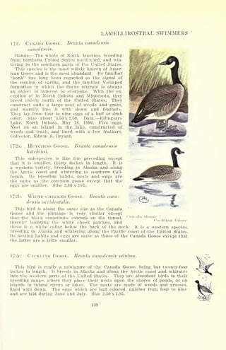 LAMELLIROSTRAL SWIMMERS
172. CANADA GOOSE.
canadensis.
Branta canadensis
Range. The whole of North America, breeding
from northern United States northward, and win-
tering in the southern parts of the United States.
This species is the most widely known of Amer-
ican Geese and is the most abundant. Its familiar
"honk" has long been regarded as the signal of
the coming of spring, and the familiar V-shaped
formation in which the flocks migrate is always
an object of interest to everyone. With the ex-
ception of in North Dakota and Minnesota, they
breed chiefly north of the United States. They
construct quite a large nest of weeds and grass,
and warmly line it with down and feath.ers.
They lay from four to nine eggs of a buff or drab
color. Size about 3.50x2.50. Data. Ellingsars
Lake, North Dakota, May 18, 1896. Five eggs.
Nest on an island in the lake, constructed of
weeds and trash, and lined with a few feathers.
Collector, Edwin S. Bryant.
172a. HUTCHINS GOOSE. Branta canadensis
hutchinsi.
This sub-species is like the preceding except
that it is smaller, thirty inches in length. It is
a western variety, breeding in Alaska and along
the Arctic coast and wintering to southern Cali-
fornia. Its breeding habits, nests and eggs are
the same as the common goose except that the
eggs are smaller. Sibe 3.00 x 2.05.
172b. WHITE-CHEEKED GOOSE. Branta cana-
densis occidentalis.
This bird is about the same size as the Canada
Goose and the plumage is very similar except
that the black sometimes extends on the throat,
thereby isolating the white cheek patches, and
there is a white collar below the back of the neck. It is a western species,
breeding in Alaska and wintering along the Pacific coast of the United States.
Its nesting habits and eggs are same as those of the Canada Goose except that
the latter are a trifle smaller.
Gooso
Cackling" Goose
I72c. CACKLING GOOSE. Branta canadensis minima.
This bird is really a miniature of the Canada Goose, being but twenty-four
inches in length. It breeds in Alaska and along the Arctic coast and migrates
into the western parts of the United States. They are abundant birds in their
breeding range, where they place their nests upon the shores of ponds, or on
islands in inland rivers or lakes. The nests are made of weeds and grasses,
lined with down. The eggs which are buff colored, number from four to nine
and are laid during June and July. Size 2.30 x 1.95.
109
 