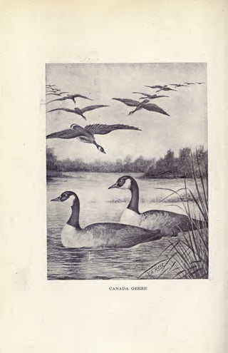CANADA GEESE
 