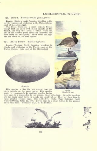 LAMELLIROSTRAL SWIMMERS
173. BRANT. Branta bernicla glaucogastra.
Range. Eastern North America, breeding in the
Arctic regions and wintering in the United States
east of the Mississippi.
The Brant resembles a small Canada Goose,
except that the black of the neck extends on the
breast, and only the throat is white. They are
one of the favorite game birds and thousands are
shot every fall and spring. Their nests and eggs
are the same as the next species.
174. BLACK BRANT. Branta nigricans.
Range. Western North America, breeding in
Alaska and wintering on the Pacific coast of the
United States. Rare east of the Mississippi.
Brant
Black Brant
Grayish
This species is like the last except that the
black extends on the under parts. This species
nests very abundantly in northern Alaska, laying
their eggs in a depression in the ground, lined with down. Favorite locations
are the many small islets in ponds and small lakes. They lay from four to
eight grayish colored eggs. Size 2.80 x 1.75. Data. Cape Bathurst, North
West Territory, Junes 22, 1901. Seven eggs in a small hollow in the ground,
lined with down. Collector, Capt. H. H. Bodfish.
111
 