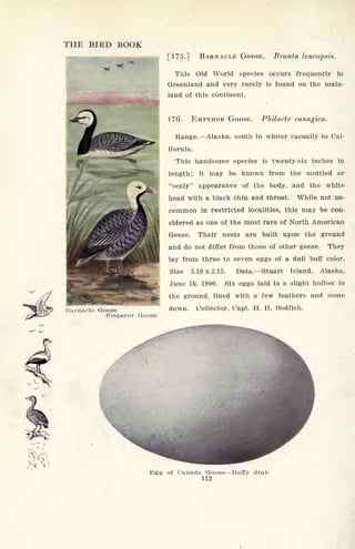 THE BIRD BOOK
Rarnacle Goose
Emperor Goose
[175.] BARNACLE GOOSE. Branta leucopsis.
This Old World species occurs frequently in
Greenland and very rarely is found on the main-
land of this continent.
176. EMPEROR GOOSE. Philacte canagica.
Range. Alaska, south in winter casually to Cal-
ifornia.
This handsome species is twenty-six inches in
length; it may be known from the mottled or
"scaly" appearance of the body, and the white
head with a black chin and throat. While not un-
common in restricted localities, this may be con-
sidered as one of the most rare of North American
Geese. Their nests are built upon the ground
and do not differ from those of other geese. They
lay from three to seven eggs of a dull buff color.
Size 3.10x2.15. Data. Stuart Island, Alaska,
June 16, 1900. Six eggs laid in a slight hollow in
the ground, lined with a few feathers and some
down. Collector, Capt. H. H. Bodfish.
Egg of Canada Goose Buffy drab
112
 