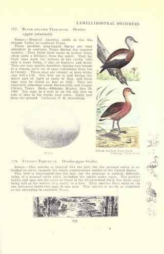 177. BLACK-BELLIED TREE-DUCK.
cygna autumnalis.
Range. Tropical America, north in the Rio
Grande Valley to southern Texas.
These peculiar long-legged Ducks are very
abundant in southern Texas during the summer
months. They build their nests in hollow trees,
often quite a distance from the water. They lay
their eggs upon the bottom of the cavity with
only a scant lining, if any, of feathers and down.
They are very prolific breeders, raising two broods
in a season, each set of eggs containing from ten
to twenty. These eggs are creamy or pure white,
size 2.05 x 1.50. The first set is laid during the
latter part of April or early in May, and fresh
eggs may be found as late as July. They are
especially abundant about Brownsville and Corpus
Christi, Texas. Data. Hidalgo, Mexico, May 29,
1900. Ten eggs in a hole in an old elm tree on
side of lake in big woods near town. Eight feet
from the ground. Collector, F. B. Armstrong.
LAMELLIROSTRAL SWIMMERS
Dendro-
White
Black-bellied Tree duck
Fulvous Tree-duck
FULVOUS TREE-DUCK. Dendrocygna bicolor.
Range. This species is tropical like the last, but the summer range is ex-
tended to cover, casually the whole southwestern border of the United States.
This bird is long-legged like the last, but the plumage is entirely different,
being of a general rusty color, including the entire under parts. The nesting
habits and eggs are the same as those of the Black-bellied Duck, the white eggs
being laid at the bottom of a cavity in a tree. They number from eight to (in
one instance) thirty-two eggs in one nest. This species is nearly as abundant
as the preceding in southern Texas.
 