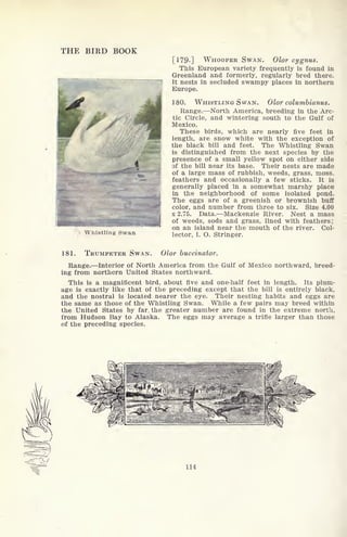 THE BIRD BOOK
Whistling Swan
[179-] WHOOPER SWAN. Olor cygnus.
This European variety frequently is found in
Greenland and formerly, regularly bred there.
It nests in secluded swampy places in northern
Europe.
180. WHISTLING SWAN. Olor columbianus.
Range. North America, breeding in the Arc-
tic Circle, and wintering south to the Gulf of
Mexico.
These birds, which are nearly five feet in
length, are snow white with the exception of
the black bill and feet. The Whistling Swan
is distinguished from the next species by the
presence of a small yellow spot on either side
Df the bill near its base. Their nests are made
of a large mass of rubbish, weeds, grass, moss,
feathers and occasionally a few sticks. It is
generally placed in a somewhat marshy place
in the neighborhood of some isolated pond.
The eggs are of a greenish or brownish buff
color, and number from three to six. Size 4.00
x 2.75. Data. Mackenzie River. Nest a mass
of weeds, sods and grass, lined with feathers;
on an island near the mouth of the river. Col-
lector, I. O. Stringer.
181. TRUMPETER SWAN. Olor buccinator.
Range. Interior of North America from the Gulf of Mexico northward, breed-
ing from northern United States northward.
This is a magnificent bird, about five and one-half feet in length. Its plum-
age is exactly like that of the preceding except that the bill is entirely black,
and the nostral is located nearer the eye. Their nesting habits and eggs are
the same as those of the Whistling Swan. While a few pairs may breed within
the United States by far the greater number are found in the extreme north,
from Hudson Bay to Alaska. The eggs may average a trifle larger than those
of the preceding species.
114
 
