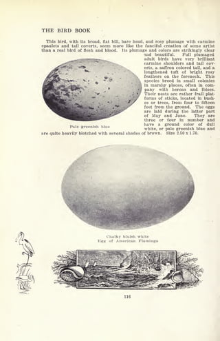 THE BIRD BOOK
This bird, with its broad, flat bill, bare head, and rosy plumage with carmine
epaulets and tail coverts, seem more like the fanciful creation of some artist
than a real bird of flesh and blood. Its plumage and colors are strikingly clear
and beautiful. Full plumaged
- - ._
adult birds have very brilliant
carmine shoulders and tail cov-
erts, a saffron colored tail, and a
lengthened tuft of bright rosy
feathers on the foreneck. This
species breed in small colonies
-J
in marshy places, often in com-
'*
pany with herons and ibises.
* Their nests are rather frail plat-
W forms of sticks, located in bush-
es or trees, from four to fifteen
feet from the ground. The eggs
are laid during the latter part
of May and June. They are
three or four in number and
have a ground color of dull
white, or pale greenish blue and
are quite heavily blotched with several shades of brown. Size 2.50 x 1.70.
Chalky bluish white
Egg of American Flamingo
116
 