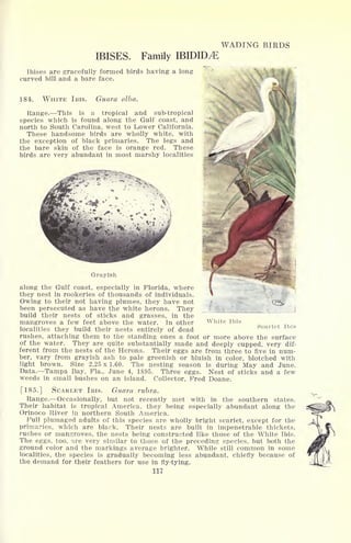 WADING BIRDS
IBISES. Family IBIDID^
Ibises are gracefully formed birds having a long
curved bill and a bare face.
184. WHITE IBIS. Guara alba.
Range. This is a tropical and sub-tropical
species which is found along the Gulf coast, and
north to South Carolina, west to Lower California.
These handsome birds are wholly white, with
the exception of black primaries. The legs and
the bare skin of the face is orange red. These
birds are very abundant in most marshy localities
Scarlet Ibis
Grayish
along the Gulf coast, especially in Florida, where
they nest in rookeries of thousands of individuals.
Owing to their not having plumes, they have not
been persecuted as have the white herons. They
build their nests of sticks and grasses, in the
mangroves a few feet above the water. In other White ibis
localities they build their nests entirely of dead
rushes, attaching them to the standing ones a foot or more above the surface
of the water. They are quite substantially made and deeply cupped, very dif-
ferent from the nests of the Herons. Their eggs are from three to five in num-
ber, vary from grayish ash to pale greenish or bluish in color, blotched with
light brown. Size 2.25 x 1.60. The nesting season is during May and June.
Data. Tampa Bay, Fla., June 4, 1895. Three eggs. Nest of sticks and a few
weeds in small bushes on an island. Collector, Fred Doane.
[185.] SCARLET IBIS. Guara rubra.
Range. Occasionally, but not recently met with in the southern states.
Their habitat is tropical America, they being especially abundant along the
Orinoco River in northern South America.
Full plumaged adults of this species are wholly bright scarlet, except for the
primaries, which are black. Their nests are built in impenetrable thickets,
rushes or mangroves, the nests being constructed like those of the White Ibis.
The eggs, too, are very similar to those of the preceding species, but both the
ground color and the markings average brighter. While still common in some
localities, the species is gradually becoming less abundant, chiefly because of
the demand for their feathers for use in fly-tying.
117
 
