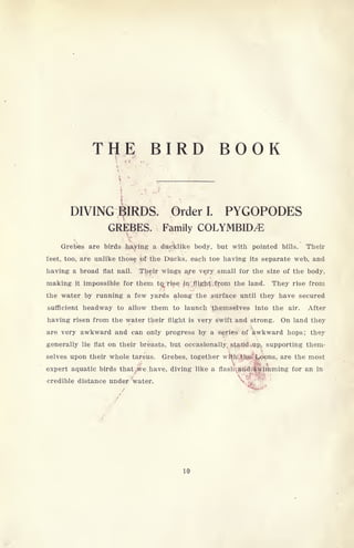 THE BIRD BOOK
DIVING ^IRDS. Order I. PYGOPODES
GREBES. Family COLYMBID^E
Grebes are birds haying a dueklike body, but with pointed bills. Their
feet, too, are unlike those of the Ducks, each toe having its separate web, and
having a broad flat nail. Their wings are very small for the size of the body,
making it impossible for them to^rise an flight from the land. They rise from
the water by running a few yards along the surface until they have secured
sufficient headway to allow them to launch themselves into the air. After
having risen from the water their flight is very swift and strong. On land they
are very awkward and can only progress by a series of awkward hops; they
generally lie flat on their breasts, but occasionally, stand up, supporting them-
selves upon their whole tarsus. Grebes, together with the Loons, are the most
expert aquatic birds that jwe. have, diving like a flashtarid swimming for an in
credible distance under 'water.
10
 