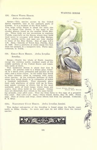 192. GREAT WHITE HERON.
Ardea occidentalis.
Range. This species occurs in the- United
States regularly, only in the southern parts of
Florida. It is a resident of the West Indies.
This large white Heron is about the same size
as the Great Blue Heron; it has none of the
slender plumes found on the smaller White Her-
ons. These birds are not uncommon in southern
Florida, especially on the Keyes, where they build
their nests in company with Great Blue Herons.
Their nesting habits and eggs are very similar
to those of the Blue Heron. Size of eggs 2.25 x
1.80. Data. Outside of Torch Key, Florida, June
16, 1899. Nest a platform of sticks about five feet
from the ground, in a mangrove tree. Three eggs.
Collector, O. Tollin.
WADING BIRDS
GREAT BLUE HERON.
herodias.
Ardea herodias
Range. Nearly the whole of North America,
except the extreme north; resident south of the
middle portions of the United States and migra-
tory north of there.
This handsome Heron is about four feet in
length. Its general color is a bluish gray, reliev-
ed by a black crest, primaries and patches on the
sides, and a white crown. In the south they breed
in large colonies, often in company with many
other species. In the northern portions of their
range they breed singly or in companies of under
a hundred individuals. They generally place
their rude platforms of sticks well up in trees,
near ponds, swamps or rivers, but in the most
northerly parts of their range, where trees are
scarce, they often build on the ground. Unless
they are disturbed, they return to the same breed-
ing grounds, year after year. They lay from three to five eggs of a greenish
blue color. Size 2.50 x 1.50. Data. Duck Island, Maine, May 20, 1883. Three
eggs. Nest of sticks and twigs, about fifteen feet from the ground. Collector,
R. B. Gray.
194a. NORTHWEST COAST HERON. Ardea herodias fannini.
This darker sub-species of the breeding is found along the Pacific coast,
north to Sitka, Alaska. Its nests and eggs do not differ from the former
species.
Great White Heron
Great Blue Heron
121
 