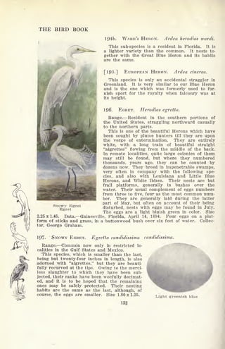 THE BIRD BOOK
194b. WARD'S HERON. Ardea herodias rvardi.
This sub-species is a resident in Florida. It is
a lighter variety than the common. It nests to-
gether with the Great Blue Heron and its habits
are the same.
[195.] EUROPEAN HERON. Ardea cinerea.
This species is only an accidental straggler in
Greenland. It is very similar to our Blue Heron
and is the one which was formerly used to fur-
nish sport for the royalty when falconry was at
its height.
196. EGRET. Herodias egretta.
Range. Resident in the southern portions of
the United States, straggling northward casually
to the northern parts.
This is one of the beautiful Herons which have
been sought by plume hunters till they are upon
the verge of extermination. They are entirely
white, with a long train of beautiful straight
"aigrettes" flowing from the middle of the back.
In remote localities, quite large colonies of them
may still be found, but where they numbered
thousands, years ago, they can be counted by
dozens now. They breed in impenetrable swamps,
very often in company with the following spe-
cies, and also with Louisiana and Little Blue
Herons, and White Ibises. Their nests are but
frail platforms, generally in bushes over the
water. Their usual complement of eggs numbers
from three to five, four as the most common num-
ber. They are generally laid during the latter
part of May, but often on account of their being
disturbed, nests with eggs may be found in July.
The eggs are a light bluish green in color. Size
2.25x1.45. Data. Gainesville, Florida, April 14, 1894. Four eggs on a plat-
form of sticks and grass, in a buttonwood bush over six feet of water. Collec-
tor, George Graham.
Snowy Egret
Egret
?**-!
197- SNOWY EGRET. Egretta candidissima candidissima.
Range. Common now only in restricted lo-
calities in the Gulf States and Mexico.
This species, which is smaller than the last,
being but twenty-four inches in length, is also
adorned with "aigrettes," but they are beauti-
fully recurved at the tips. Owinjf to the merci-
less slaughter to which they have been sub-
jected, their ranks have been woefully decimat-
ed, and it is to be hoped that the remaining
ones may be safely protected. Their nesting
habits are the same as the last, although, of
course, the eggs are smaller. Size 1.80 x 1.25.
122
Light greenish blue
 