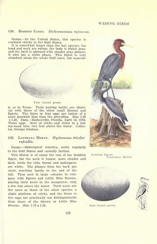 WADING BIRDS
198. REDDISH EGRET. Dichromanassa rufescens.
Range. In the United States, this species is
confined chiefly to the Gulf States.
It is somewhat larger than the last species, the
head and neck are rufous, the body is bluish gray,
and the back is adorned with slender gray plumes.
It also has a white phase. This Egret is very
abundant along the whole Gulf coast, but especial-
Pale bluish green
ly so in Texas. Their nesting habits are identi-
cal with those of the other small Herons and
Egrets. The three or four eggs are rather of a
more greenish blue than the preceding. Size 1.90
x 1.45. Data. Gainesville, Florida, April 14, 1894.
Three eggs. Nest of sticks and straw in a but-
ton-wood tree, two feet above the water. Collec-
tor, George Graham.
199. LOUISIANA HERON. Hydranassa tricolor
ruficollis.
Range. Subtropical America, north regularly
to the Gulf States and casually farther.
This Heron is of about the size of the Reddish
Egret, but the neck is longer, more slender and
dark, while the chin, throat and underparts
are white. The plumes from the back are
short, reaching barely to the end of the
tail. They nest in large colonies in com-
pany with Egrets and Little Blue Herons,
placing their nests in the mangroves, only
a few feet above the water. Their nests are
the same as those of the other species, a
slight platform of sticks, and the three to
five eggs are practically not distinguishable
from those of the Snowy or Little Blue
Herons. Size 1.75 x 1.35.
123
Reddish Egret
Louisiana Heron
Pale bluish green
 