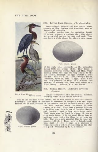 THE BIRD BOOK
Little Blue H<
Green Heron
200. LITTLE BLUE HERON. Florida ccerulea.
Range. South Atlantic and Gulf coasts, north
casually to New England and Manitoba; west to
Kansas and Nebraska.
A smaller species than the preceding, length
22 inches, plumage a uniform slaty blue chang-
ing to purplish red on the head and neck. They
also have a white phase, but always show traces
Pale bluish green
of the slaty blue, especially on the primaries.
Young birds are always white. They breed in
immense rookeries during April and May. Their
nesting habits and eggs are very similar to the
last species, although the eggs average a trifle
smaller. Size 1.75x1.25. Data. Avery's Island,
Louisiana, April 21, 1896. 5 eggs. Nest a flat
and frail platform of twigs in a Mimosa tree
growing in floating turf, over deep water in a
large swamp. Collector, E. A. Mcllhenny.
201. GREEN HERON.
virescens.
Butorides virescens
Range. Temperate and sub-tropical America,
breeding north to the British Provinces.
This is the smallest of our Herons, and is well known all over the country.
Sometimes they breed in numbers in rookeries, in company with the larger
Herons, but in most sections of the country they will be found nesting, one or
two pairs together, along the border- of some
swamp or stream. They have a greater diversity
of building sites, than do any of the other Herons
and frequently nest a long ways from water.
Their nests may be found in alders, birches or
even apple trees. It is the usual Heron type of
platform, upon which the three to six eggs are
laid. They are a pale greenish blue in color, and
measure 1.45 x 1.10. Data. Avery's Island, Louis-
iana, April 10, 1894. 5 eggs on a platform of
twigs placed in a willow tree growing on the edge
Light bluish green of a pond. Collected by E. A, Mcllhenny.
124
 