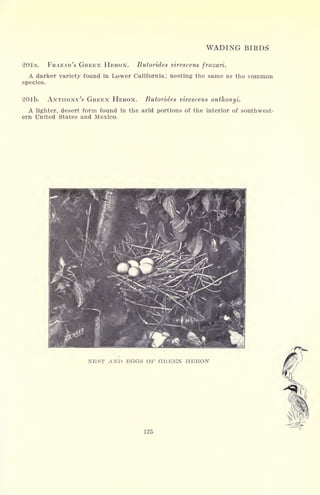 WADING BIRDS
201a. FRAZAR/S GREEN HERON. Butorides virescens frazari.
A darker variety found in Lower California; nesting the same as the common
species.
201b. ANTHONY'S GREEN HERON. Butorides virescens anihonyi.
A lighter, desert form found in the arid portions of the interior of southwest-
ern United States and Mexico.
NEST AND EGGS OF GREEN HERON
125
 