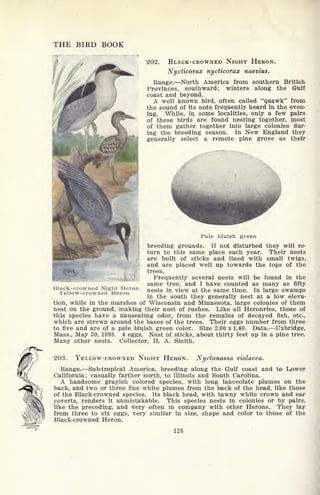 202. BLACK-CROWNED NIGHT HERON.
Nycticorax nycticorax naevius.
Range. North America from southern British
Provinces, southward; winters along the Gulf
coast and beyond.
A well known bird, often called "quawk" from
the sound of its note frequently heard in the even-
ing. While, in some localities, only a few pairs
of these birds are found nesting together, most
of them gather together into large colonies dur-
ing the breeding season. In New England they
generally select a remote pine grove as their
Black-crowned Night Heron
Yellow-crowned Heron
Pale bluish green
breeding grounds. If not disturbed they will re-
turn to this same place each year. Their nests
are built of sticks and lined with small twigs,
and are placed well up towards the tops of the
trees.
Frequently several nests will be found in the
same tree, and I have counted as many as fifty
nests in view at the same time. In large swamps
in the south they generally nest at a low eleva-
tion, while in the marshes of Wisconsin and Minnesota, large colonies of them
nest on the ground, making their nest of rushes. Like all Heronries, those of
this species have a nauseating odor, from the remains of decayed fish, etc.,
which are strewn around the bases of the trees. Their eggs number from three
to five and are of a pale bluish green color. Size 2.00 x 1.40. Data. Uxbridge,
Mass., May 30, 1898. 4 eggs. Nest of sticks, about thirty feet up in a pine tree.
Many other nests. Collector, H. A. Smith.
203. YELLOW-CROWNED NIGHT HERON. Nyctanassa violacea.
Range. Sub-tropical America, breeding along the Gulf coast and to Lower
California; casually farther north, to Illinois and South Carolina.
A handsome grayish colored species, with long lanceolate plumes on the
back, and two or three fine white plumes from the back of the head, like those
of the Black-crowned species. Its black head, with tawny white crown and ear
coverts, renders it unmistakable. This species nests in colonies or by pairs,
like the preceding, and very often in company with other Herons. They lay
from three to six eggs, very similar in size, shape and color to those of the
Black-crowned Heron.
126
 