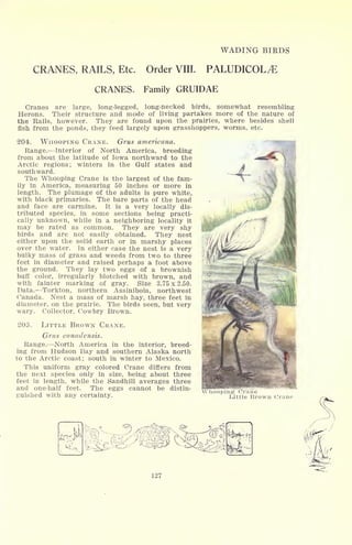 WADING BIRDS
CRANES, RAILS, Etc. Order VIII. PALUDICOL^
CRANES. Family GRUIDAE
Cranes are large, long-legged, long-necked birds, somewhat resembling
Herons. Their structure and mode of living partakes more of the nature of
the Rails, however. They are found upon the prairies, where besides shell
fish from the ponds, they feed largely upon grasshoppers, worms, etc.
204. WHOOPING CRANE. Grus americana.
Range. Interior of North America, breeding
from about the latitude of Iowa northward to the
Arctic regions ; winters in the Gulf states and
southward.
The Whooping Crane is the largest of the fam-
ily in America, measuring 50 inches or more in
length. The plumage of the adults is pure white,
with black primaries. The bare parts of the head
and face are carmine. It is a very locally dis-
tributed species, in some sections being practi-
cally unknown, while in a neighboring locality it
may be rated as common. They are very shy
birds and are not easily obtained. They nest
either upon the solid earth or in marshy places
over the water. In either case the nest is a very
bulky mass of grass and weeds from two to three
feet in diameter and raised perhaps a foot above
the ground. They lay two eggs of a brownish
buff color, irregularly blotched with brown, and
with fainter marking of gray. Size 3.75 x 2.50.
Data. Torkton, northern Assiniboia, northwest
Canada. Nest a mass of marsh hay, three feet in
diameter, on the prairie. The birds seen, but very
wary. Collector, Cowbry Brown.
205. LITTLE BROWN CRANE.
Grus canadensis.
Range. North America in the interior, breed-
ing from Hudson Bay and southern Alaska north
to the Arctic coast; south in winter to Mexico.
This uniform gray colored Crane differs from
the next species only in size, being about three
feet in length, while the Sandhill averages three
and one-half feet. The eggs cannot be distin- -.*-.
^~rr
guished with any certainty.
P
Little Brown Crane
& ^
 