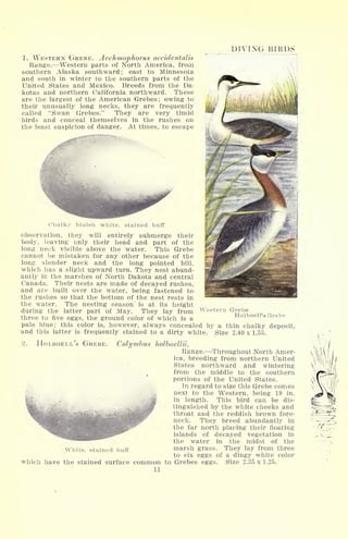 DIVING BIRDS
1. WESTERN GREBE. Aech?nophorus occidentalis
Range. Western parts of North America, from
southern Alaska southward; east to Minnesota
and south in winter to the southern parts of the
United States and Mexico. Breeds from the Da-
kotas and northern California northward. These
are the largest of the American Grebes ; owing to
their unusually long necks, they are frequently
called "Swan Grebes." They are very timid
birds and conceal themselves in the rushes on
the least suspicion of danger. At times, to escape
Holboell's Grebe
Chalky bluish white, stained buff
observation, they will entirely submerge their
body, leaving only their head and part of the
long neck visible above the water. This Grebe
cannot be mistaken for any other because of the
long slender neck and the long pointed bill,
which has a slight upward turn. They nest abund-
antly in the marshes of North Dakota and central
Canada. Their nests are made of decayed rushes,
and are built over the water, being fastened to
the rushes so that the bottom of the nest rests in
the water. The nesting season is at its height
during the latter part of May. They lay from Western Grebe
three to five eggs, the ground color of which is a
pale blue; this color is, however, always concealed by a thin chalky deposit,
and this latter is frequently stained to a dirty white. Size 2.40 x 1.55.
2. HOLBOELI/S GREBE. Colymbus holboellii.
Range. Throughout North Amer-
ica, breeding from northern United
States northward and wintering
from the middle to the southern
portions of the United States.
In regard to size this Grebe comes
next to the Western, being 19 in.
in length. This bird can be dis-
tinguished by the white cheeks and
throat and the reddish brown fore-
neck. They breed abundantly in
the far north placing their floating
islands of decayed vegetation in
the water in the midst of the
marsh grass. They lay from three
to six eggs of a dingy white color
which have the stained surface common to Grebes eggs. Size 2.35 x 1.25.
11
White, stained buff
 