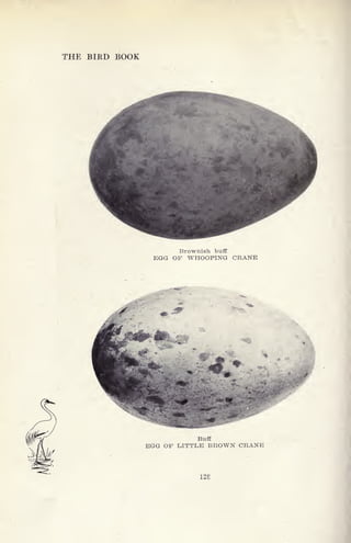 THE BIRD BOOK
Brownish buff
EGG OF WHOOPING CRANE
Buff
EGG OF LITTLE BROWN CRANE
128
 