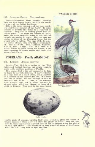 WADING BIRDS
206. SANDHILL CRANE. Grus mexicana.
Range. Temperate North America, breeding
from the Gulf States, locally north to the south-
ern parts of the British Provinces.
This is the most common and the most south-
erly distributed member of the family. In some
sections of Florida and Texas it is regarded as
abundant. They nest in marshy places near se-
cluded ponds. The nests are masses of grass,
weeds and roots, generally placed in marshes and
entirely surrounded by water. The two eggs are
similar to those of the Whooping Crane, but the
ground color is lighter. The eggs of the two spe-
cies cannot always, with certainty, be distinguish-
ed. Size 3.75 x 2.40. Data. Carman, Manitoba,
May 31, 1903. 2 eggs. Nest on a knoll in a
marsh, hidden by dead rushes and weeds; a flat
loose structure of broken rushes and reeds. Col-
lector, Chris Forge.
COURLANS. Family ARAMIDJE
207. LIMPKIN. Aramus vociferus.
Range. This bird is a native of the West
Indies and Central America, but occurs regularly
north to the southern portions of Florida.
This strange bird is the only member of its fam-
ily found in the United States. It may be likened
to a large Rail or a small Crane, being apparent-
ly, a connecting link between the two. It is about
two feet in length, and the plumage is mottled
brownish and white. It lives in the marshes,
from whence, until late at night, emanate its
strange cries, which are likened to those of a
child in distress. They nest in the most impen-
Sandhill Crane.
Limpkin.
Buffy white
etrable parts of swamps, building their nests of rushes, grass and weeds, in
tangled masses of vines a few feet above the ground or water. They lay from
three to eight eggs having a ground color of buff or grayish white and blotch-
ed with light brown. Their coloration is very similar to those of the Cranes.
Size 2.30 x 1.70. They nest in April and May.
129
 